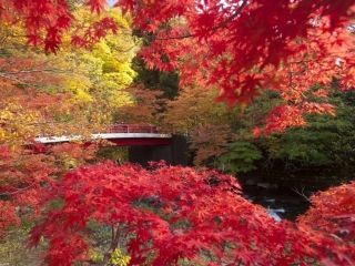 中野もみじ山の紅葉写真２