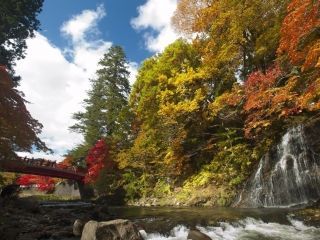 中野もみじ山の紅葉の写真３