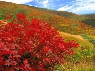 月山花笠ラインの紅葉の写真４