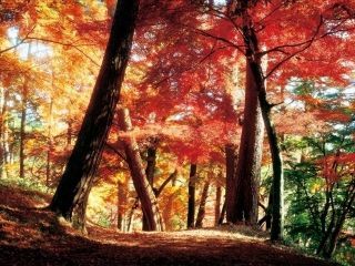 南湖公園の紅葉写真１