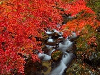 花園渓谷の紅葉写真１