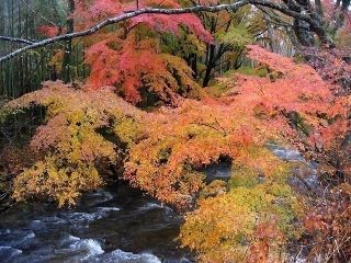 花園渓谷の紅葉写真２