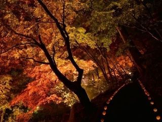 秩父御嶽神社 東郷公園の紅葉写真２