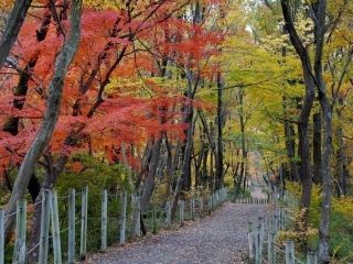 嵐山渓谷の紅葉写真２