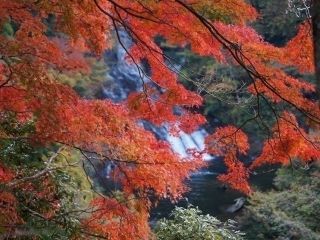 養老渓谷の紅葉写真１