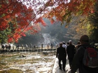 養老渓谷の紅葉の写真３