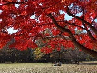 砧公園の紅葉写真１