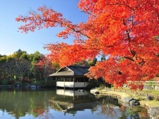 国営昭和記念公園の紅葉の写真３