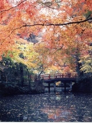 鶴岡八幡宮の紅葉写真２