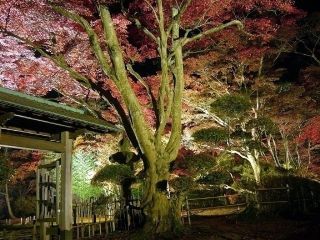 もみじ園の紅葉の写真３