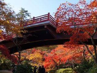 弥彦公園もみじ谷の紅葉写真２