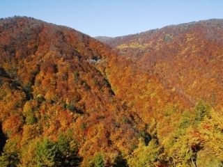 有峰県立自然公園の紅葉写真２