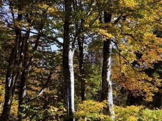 立山美女平の紅葉写真２