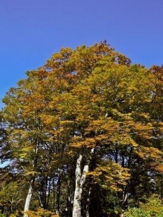 立山美女平の紅葉の写真４