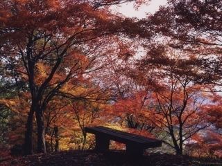 西山公園の紅葉写真１