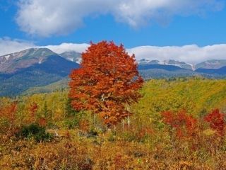 乗鞍高原の紅葉の写真４