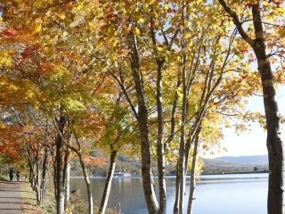 白樺高原・女神湖の紅葉写真２