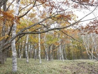 白樺高原・女神湖の紅葉の写真３