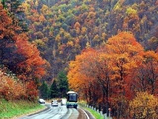 飛騨・美濃せせらぎ街道の紅葉の写真３