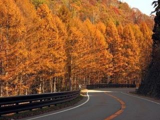 飛騨・美濃せせらぎ街道の紅葉の写真４