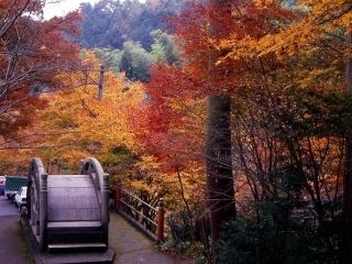 大矢田神社もみじ谷の紅葉写真２