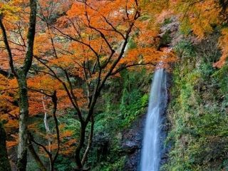 養老公園の紅葉写真１