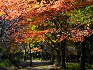 養老公園の紅葉の写真３