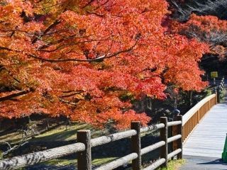 養老公園の紅葉の写真４