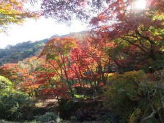 熱海梅園の紅葉写真１