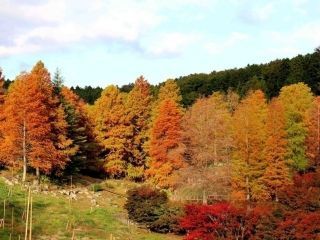 修善寺虹の郷の紅葉の写真３