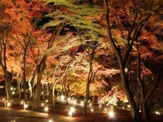 修善寺虹の郷の紅葉の写真４