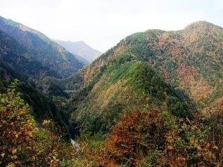 接岨峡・奥大井湖上駅の紅葉写真２