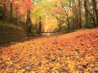 遠江国一宮 小國神社の紅葉写真１