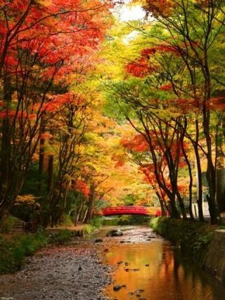 遠江国一宮 小國神社の紅葉写真２