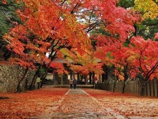 臨済宗永源寺派大本山 永源寺の紅葉写真１