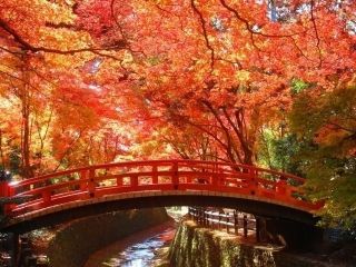 北野天満宮の紅葉写真１