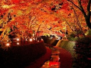 北野天満宮の紅葉写真２