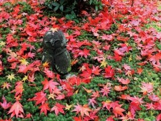 圓光寺の紅葉の写真３