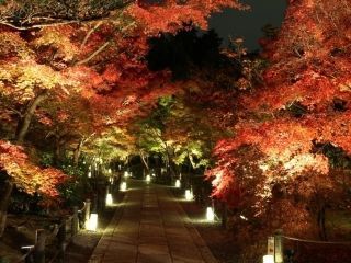 永観堂の紅葉の写真３