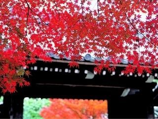 龍安寺の紅葉写真１