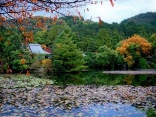 龍安寺の紅葉の写真３