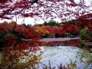 龍安寺の紅葉の写真４