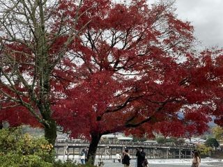 嵐山の紅葉写真２