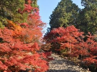 高雄山神護寺の紅葉写真２