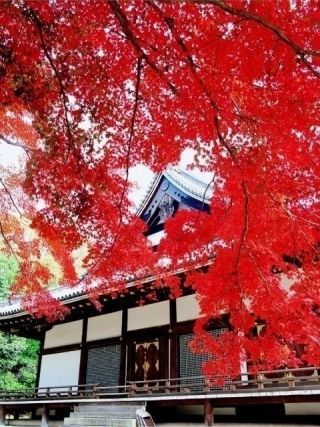 仁和寺の紅葉写真２