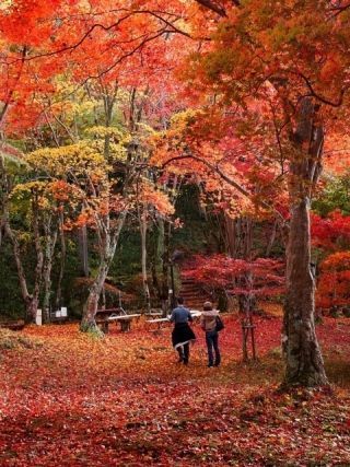 笠置山自然公園の紅葉写真２