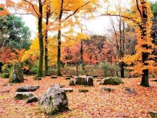 万博記念公園の紅葉写真２