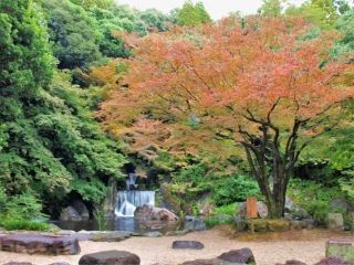 万博記念公園の紅葉の写真３