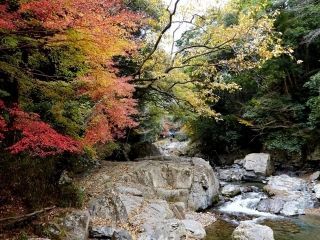 摂津峡公園の紅葉写真１