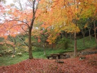 摂津峡公園の紅葉写真２